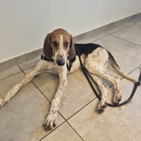 MICKY, chien à adopter