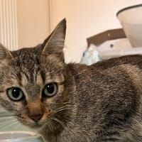 SAVANNAH, chatte à adopter