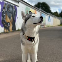 NEIGE, chien à adopter
