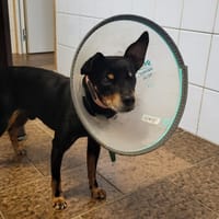 NILO, chien à adopter