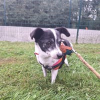 MICHELINE, chienne à adopter