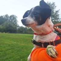 MICHELINE, chienne à adopter