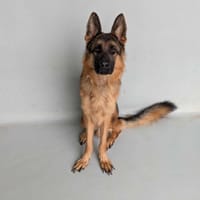 Rainbow, chien à adopter