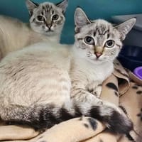 kiara, chatte à adopter
