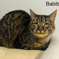 Babibel, chat à adopter