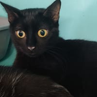 MINIAK, chatte à adopter