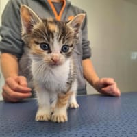 PECHE, chatte à adopter