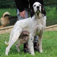 NAPOLEON, chien à adopter