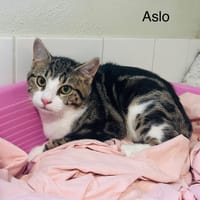 Aslo, chat à adopter