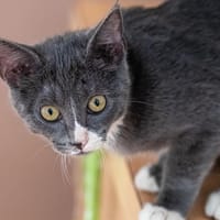 Arya, chatte à adopter