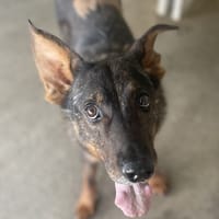 MIMITICK, chien à adopter