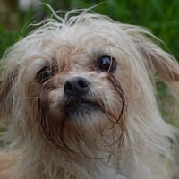INHA CHAO, chienne à adopter