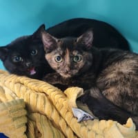 GENIE, chatte à adopter