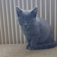 JULINE, chatte à adopter