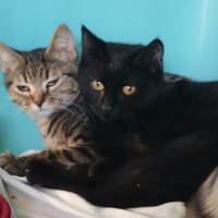 TCHIK, chat à adopter