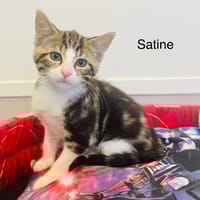 Satine, chatte à adopter