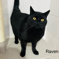 Raven, chatte à adopter