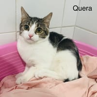 Quera, chatte à adopter
