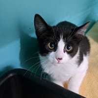 Doudou, chatte à adopter