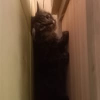 Avocat, chat à adopter