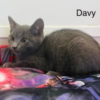 Davy, chat à adopter