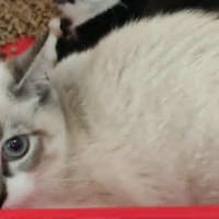 ARES, chatte à adopter