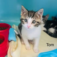 Tom, chat à adopter