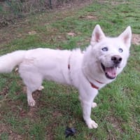 PONGO STORM, chien à adopter