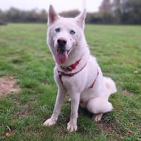 PONGO STORM (réservé), chien à adopter