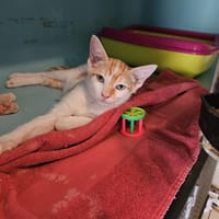 EMINEM, chat à adopter