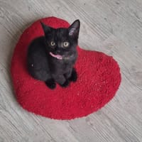 JANICE, chatte à adopter