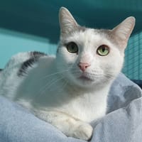 MAMAN CHA, chatte à adopter