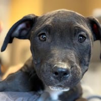 CANDY, chienne à adopter