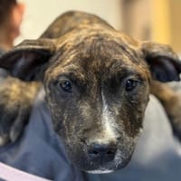 ETNO, chien à adopter