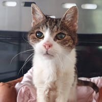GAUFRETTE CHA, chatte à adopter