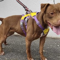 OXYGENE VAA, chienne à adopter