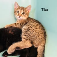 Tika, chat à adopter