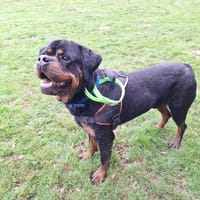 THUNDER, chien à adopter