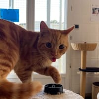 UTAH, chat à adopter
