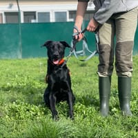 CACTUS, chien à adopter