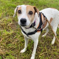 TIVAT, chienne à adopter