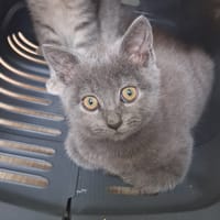 JACOB, chat à adopter