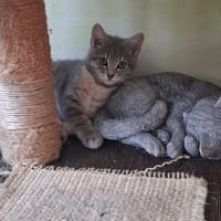 JOSH, chat à adopter