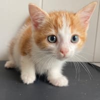 Apoquel (réservé), chat à adopter