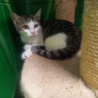 Affreux, chat à adopter