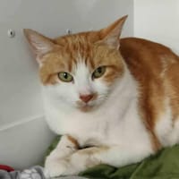 adina, chatte à adopter