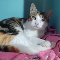 SADY CHA, chatte à adopter