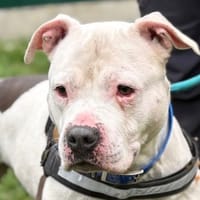 POLA, chienne à adopter