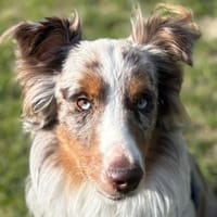 CHARLY, chien à adopter