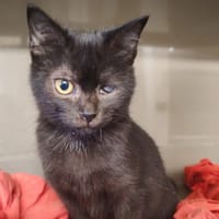 PEPI, chatte à adopter